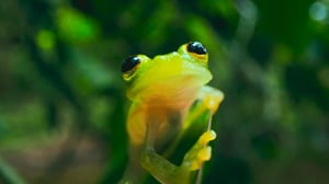 The Secret Lives of Animals, Season 1 Episode 3 image