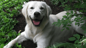 Dog Whisperer with Cesar Millan, Season 5 Episode 2 image