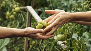 Ageless Gardens, Season 3 Episode 4 image