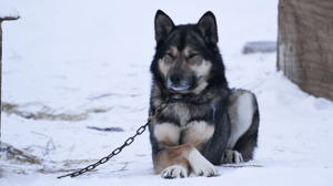 Life Below Zero, Season 1 Episode 4 image