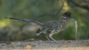 America the Beautiful, Season 1 Episode 1 image