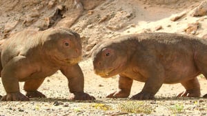 Life on Our Planet, Season 1 Episode 4 image