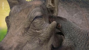 Terra Mater, Season 1 Episode 305 image