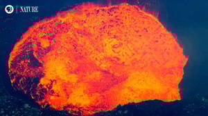 Nature, Season 37 Episode 11 image