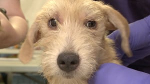 Hoarders, Season 4 Episode 9 image