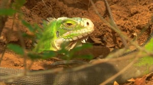 Earth Odyssey with Dylan Dreyer, Season 1 Episode 15 image