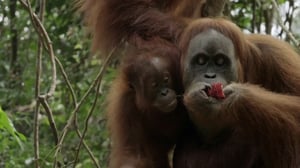 Nature, Season 33 Episode 11 image