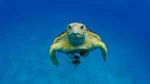 Bahama Blue, Season 1 Episode 5 image