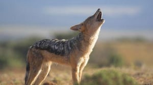 Nature, Season 18 Episode 12 image