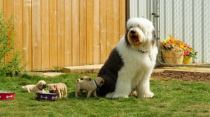 Cutie Pugs, Season 1 Episode 4 image