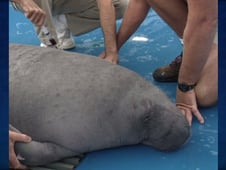 Sea Rescue, Season 1 Episode 13 image