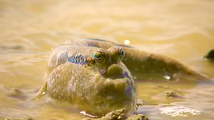 Earth Odyssey with Dylan Dreyer, Season 2 Episode 19 image