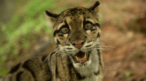 Wild Cats of India, Season 1 Episode 1 image