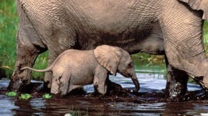 Nature, Season 19 Episode 13 image