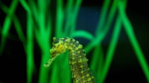 Howie Mandel's Animals Doing Things, Season 2 Episode 7 image