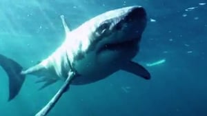 Nova, Season 41 Episode 11 image