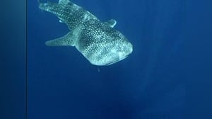 Nature, Season 17 Episode 6 image