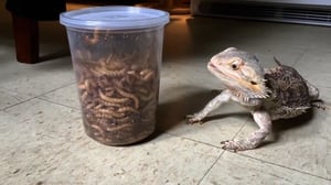 Howie Mandel's Animals Doing Things, Season 2 Episode 5 image