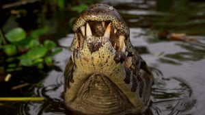 Weird, True & Freaky, Season 4 Episode 4 image