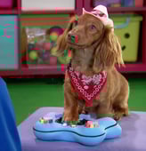 Mutt & Stuff, Season 2 Episode 1 image