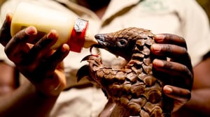 Malawi Wildlife Rescue, Season 2 Episode 3 image