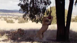 Feeding Frenzy, Season 1 Episode 1 image