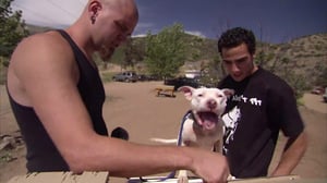 Pit Bulls and Parolees, Season 2 Episode 3 image