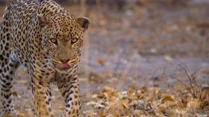 Earthsounds, Season 1 Episode 10 image