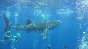 Ocean Treks with Jeff Corwin, Season 2 Episode 17 image