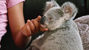 Izzy's Koala World, Season 2 Episode 6 image