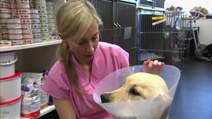 Bondi Vet, Season 2 Episode 6 image