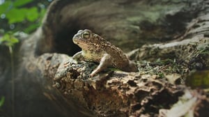 Wild and Wonderful Denmark, Season 1 Episode 4 image