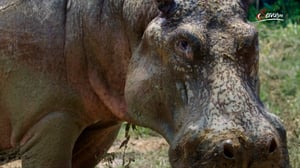 Terra Mater, Season 1 Episode 319 image