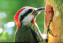 Nature, Season 38 Episode 13 image