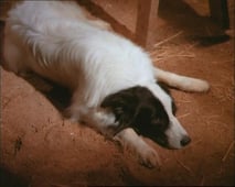 Little House on the Prairie, Season 6 Episode 17 image