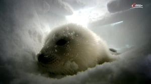 Terra Mater, Season 1 Episode 271 image