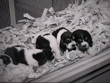 The Adventures of Ozzie and Harriet, Season 5 Episode 16 image