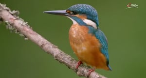 Terra Mater, Season 1 Episode 223 image