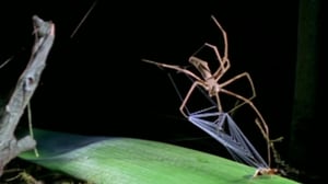 Nature's Strangest Mysteries: Solved, Season 1 Episode 6 image