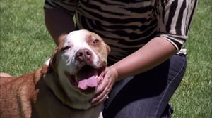 Pit Bulls and Parolees, Season 3 Episode 7 image