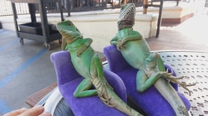 Animals Unleashed, Season 1 Episode 37 image