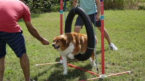 My Big Fat Pet Makeover, Season 1 Episode 5 image