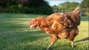 How Do Animals Do That?, Season 1 Episode 33 image