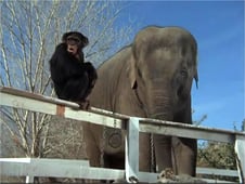 Daktari, Season 1 Episode 11 image