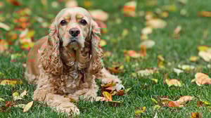 Breed All About It, Season 4 Episode 14 image