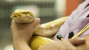 Dr K's Exotic Animal ER, Season 5 Episode 1 image