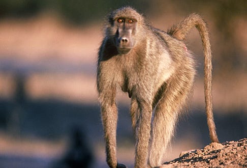 Nature "Murder in the Troop" - Female chacma baboon