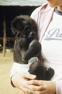 Growing Up...  Gorilla - Rachel Hogan, manager of the refuge holding Nona