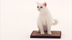 Cats 101, Season 4 Episode 3 image