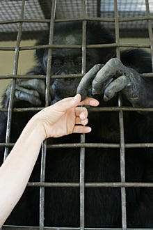 Nature "Chimpanzees: An Unnatural History " - Billy Jo